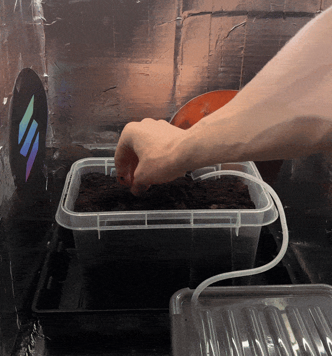 Planting proof - Two potatoes being planted